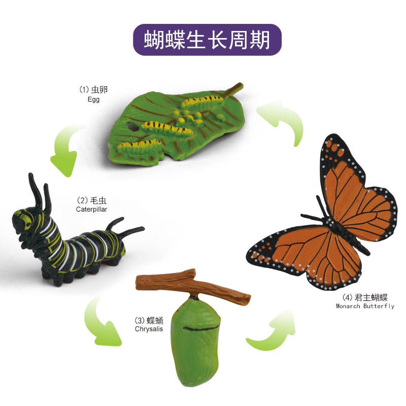 聚脉生命周期-蝴蝶 life cycle/蜜蜂