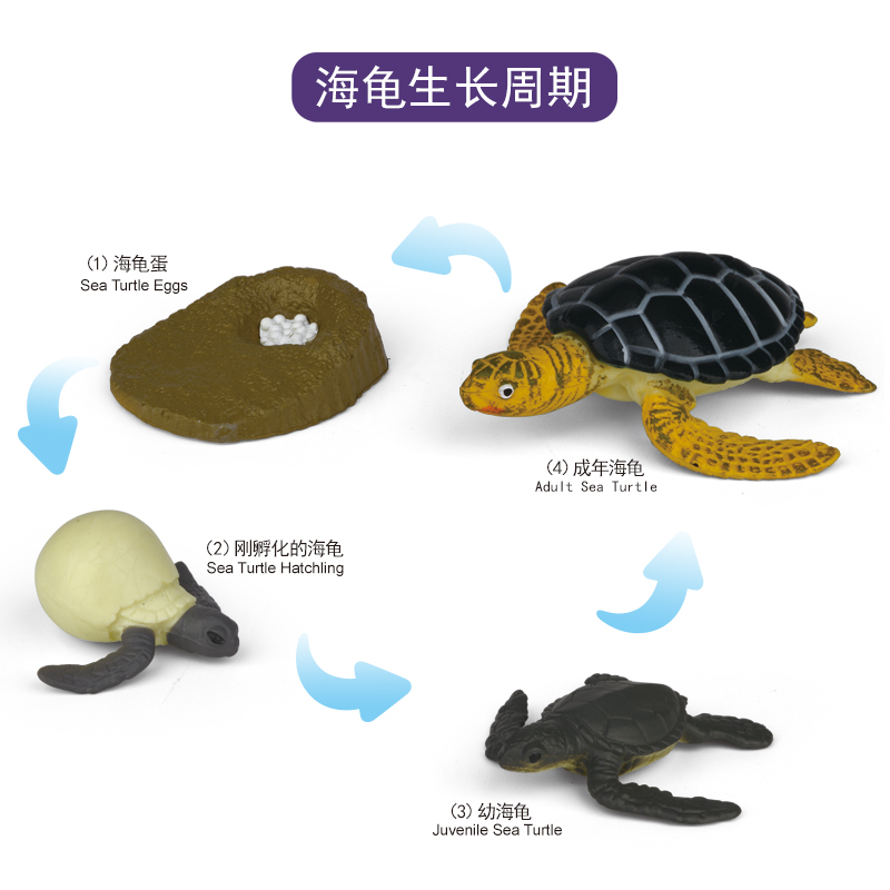 聚脉生命周期-海龟/三文鱼